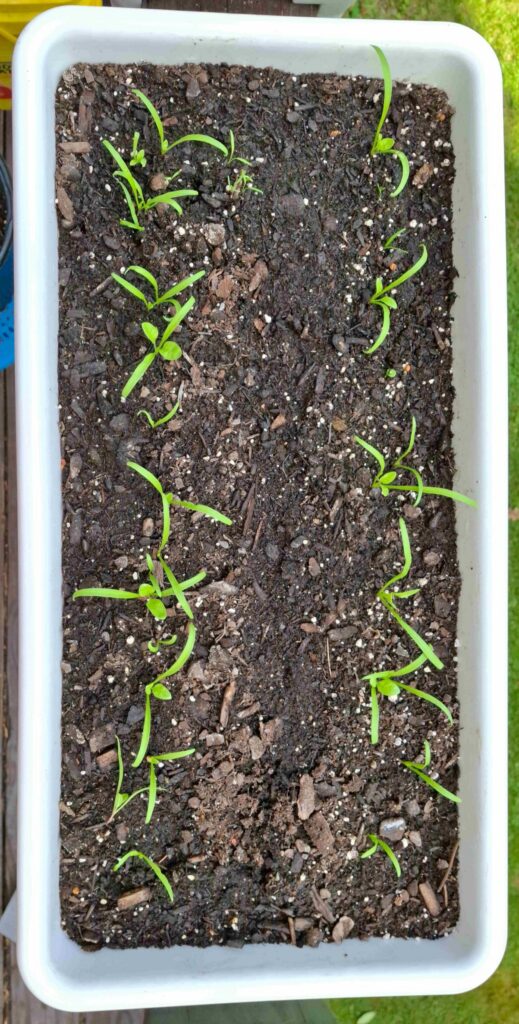 spinach seedlings