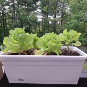 butter crunch lettuce