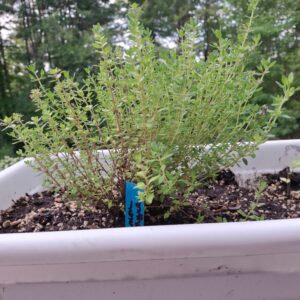 lemon thyme