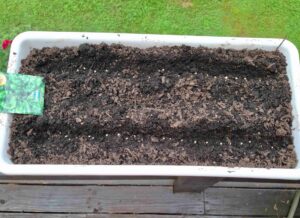 planter with two rows of spinach seeds uncovered