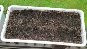 planter with two rows of spinach seeds watered